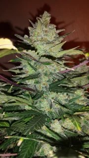 Green Crack Auto – product view 10