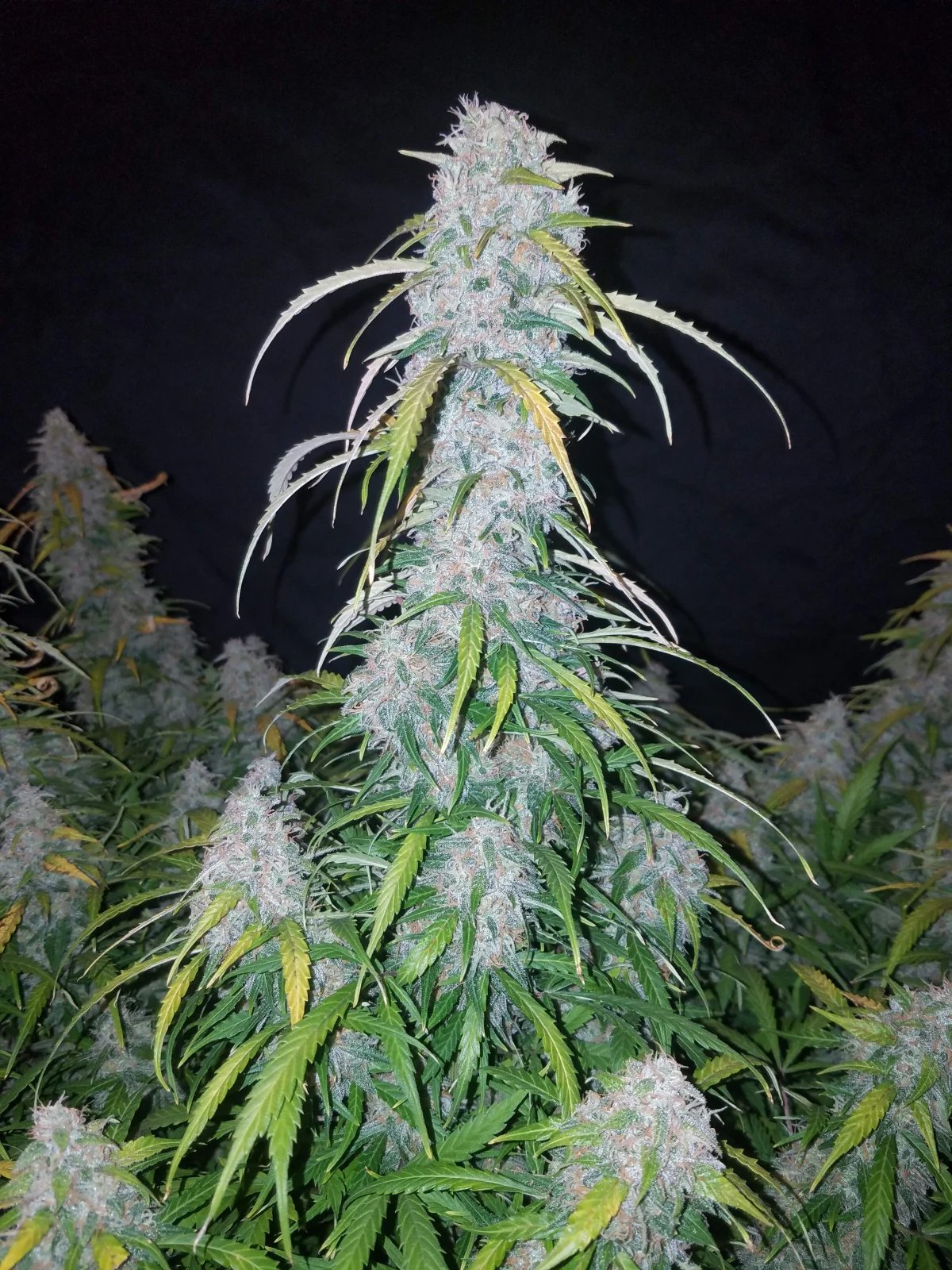 Six Shooter Auto – FastBuds – Autoflowering