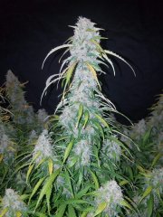 Six Shooter Auto – FastBuds – Autoflowering