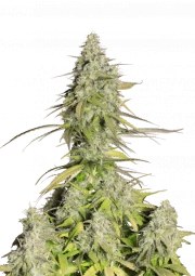 Girl Scout Cookies Auto – product view 1