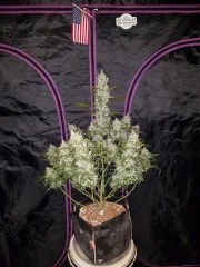 Girl Scout Cookies Auto – product view 2