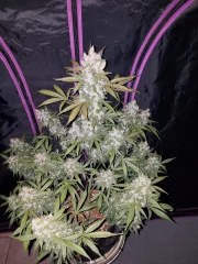 Girl Scout Cookies Auto – product view 3