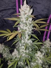 Girl Scout Cookies Auto – product view 4