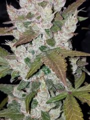Girl Scout Cookies Auto – product view 5