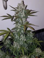 Girl Scout Cookies Auto – product view 6
