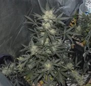 Girl Scout Cookies Auto – product view 7