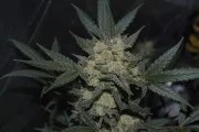 Girl Scout Cookies Auto – product view 8