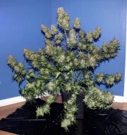 Girl Scout Cookies Auto – product view 9