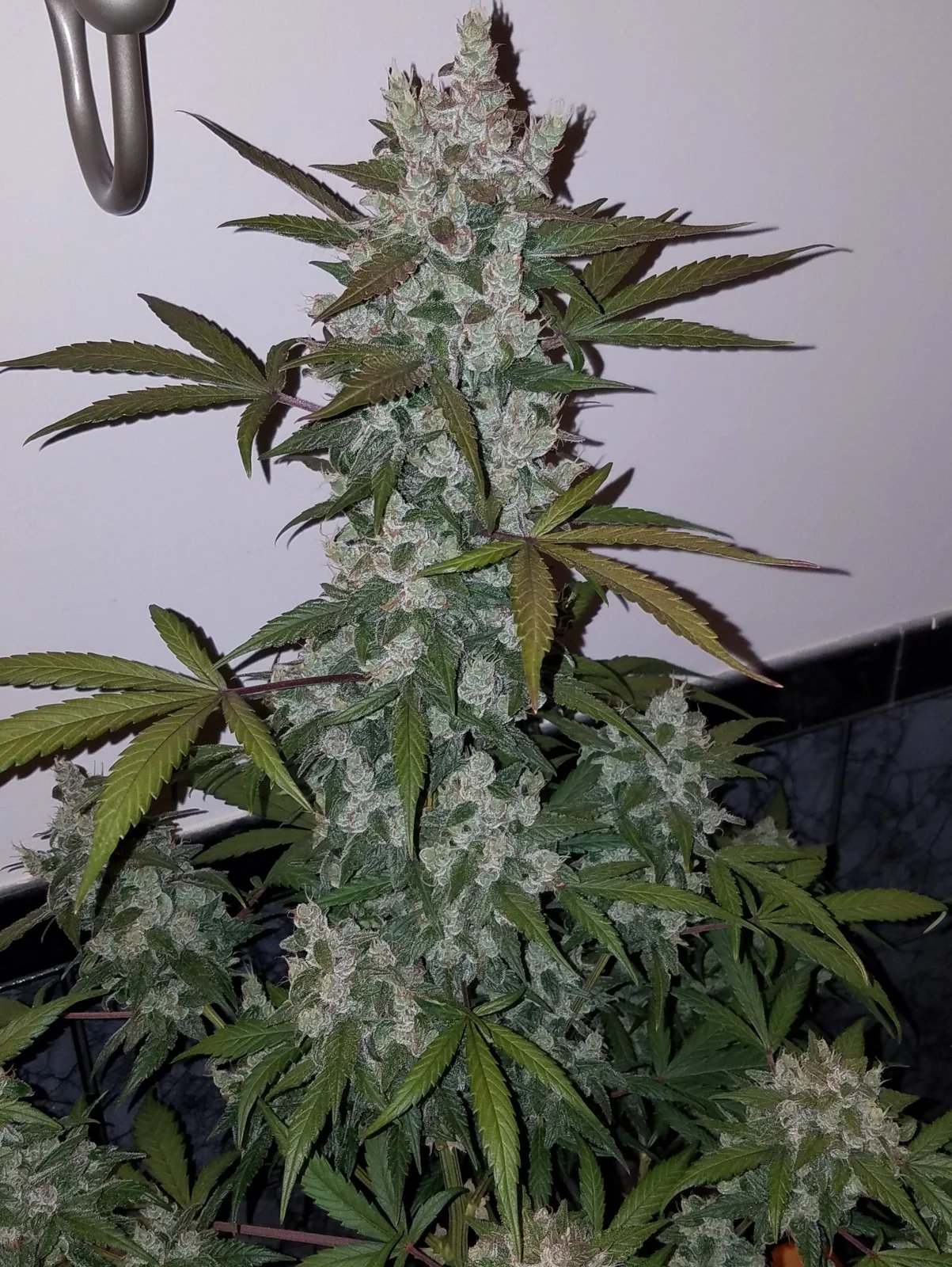 Girl Scout Cookies Auto – FastBuds – Autoflowering