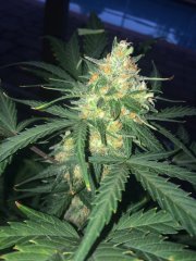 West Coast O.G. Auto – FastBuds – Autoflowering