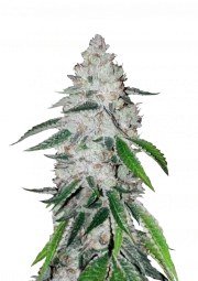 West Coast O.G. Auto – product view 1