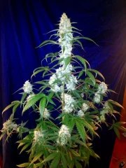 West Coast O.G. Auto – product view 2