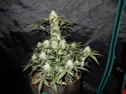 West Coast O.G. Auto – product view 3