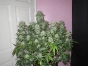 West Coast O.G. Auto – product view 4