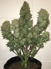 West Coast O.G. Auto – product view 5