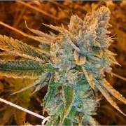 West Coast O.G. Auto – product view 6