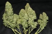 West Coast O.G. Auto – product view 7