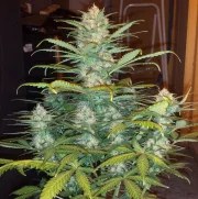 West Coast O.G. Auto – product view 8