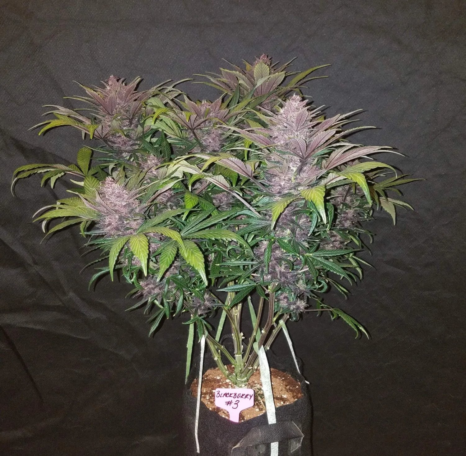 Blackberry Auto – FastBuds – Autoflowering