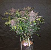 Blackberry Auto – FastBuds – Autoflowering