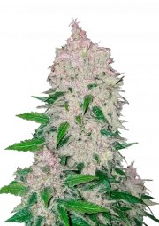 Stardawg Auto – product view 1