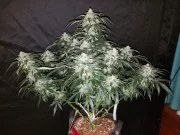 Stardawg Auto – product view 2