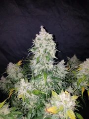 Stardawg Auto – product view 3