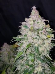 Stardawg Auto – product view 4