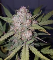 Stardawg Auto – product view 5
