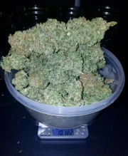 Stardawg Auto – product view 6