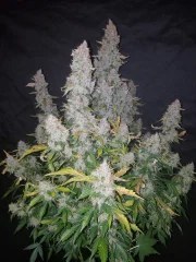 Stardawg Auto – product view 7