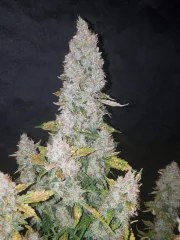 Stardawg Auto – product view 8