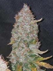 Stardawg Auto – product view 9