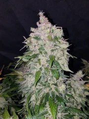 Stardawg Auto – product view 10