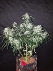Stardawg Auto – product view 11