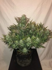 Gorilla Auto – FastBuds – Autoflowering