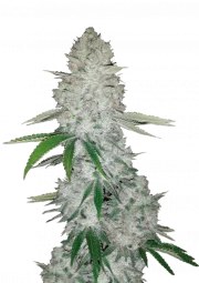 Gorilla Auto – product view 1