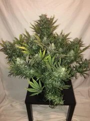 Gorilla Auto – product view 3