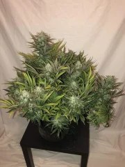 Gorilla Auto – product view 4