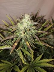 Gorilla Auto – product view 5
