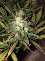 Gorilla Auto – product view 6