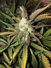 Gorilla Auto – product view 7