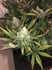 Gorilla Auto – product view 8