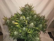 Gorilla Auto – product view 9