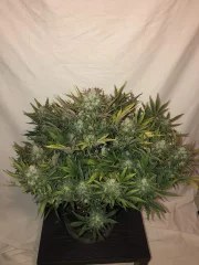 Gorilla Auto – product view 10