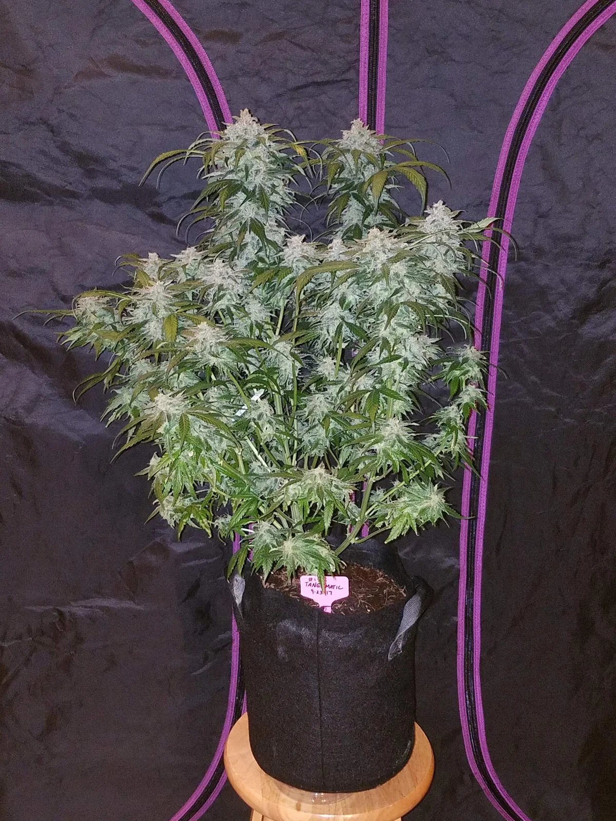 Tangie Auto – FastBuds – Autoflowering