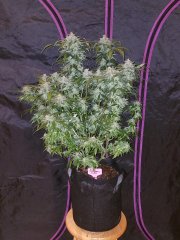 Tangie Auto – FastBuds – Autoflowering