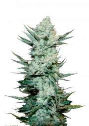 Tangie Auto – product view 1