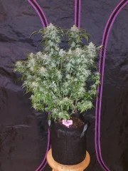 Tangie Auto – product view 2