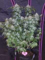 Tangie Auto – product view 3